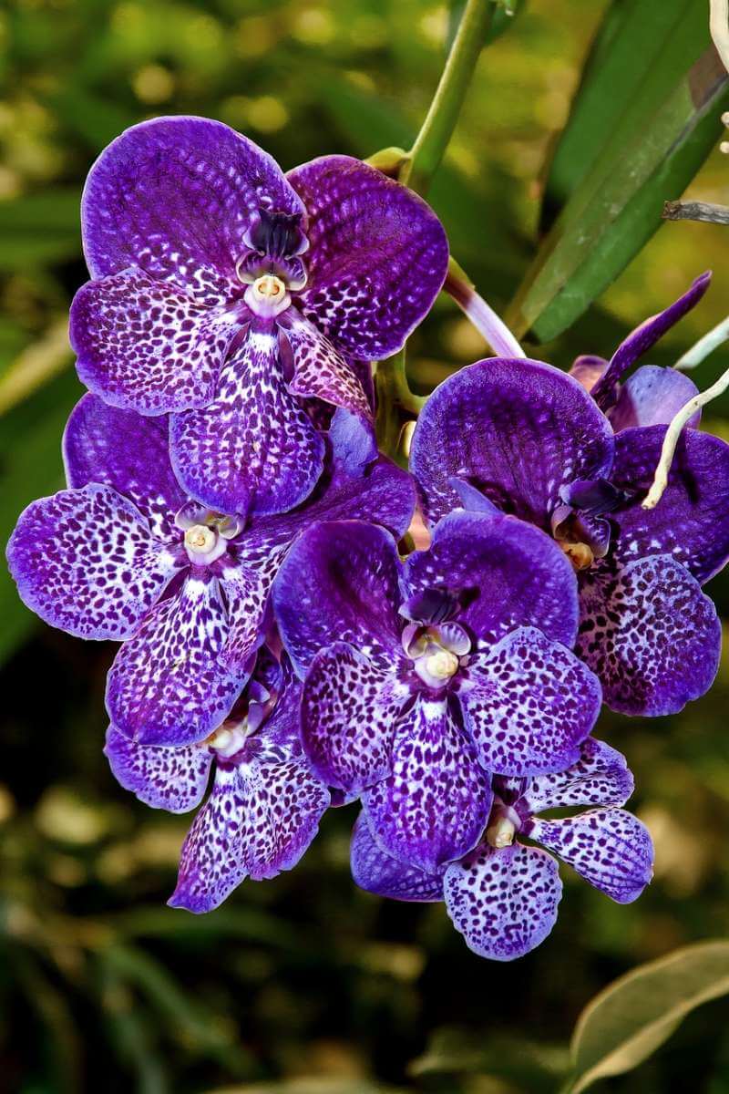Treat Your Vanda Hybrids with These Winter Care Tips orchid plant for sale