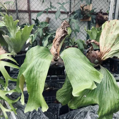 Platycerium Neptune Hybrid