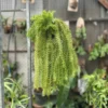 Lycopodium squarrosum orchid plant for sale