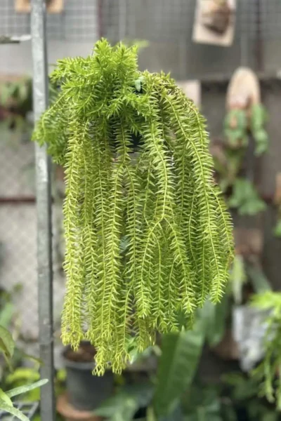 Lycopodium squarrosum