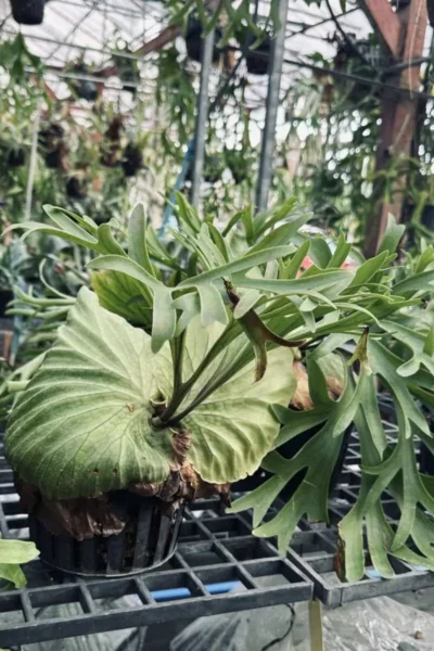 platycerium kitshakood