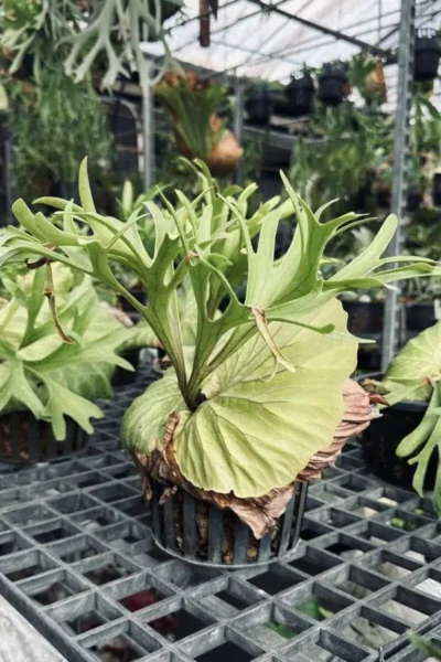 platycerium kitshakood