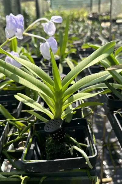 Vanda coerulea