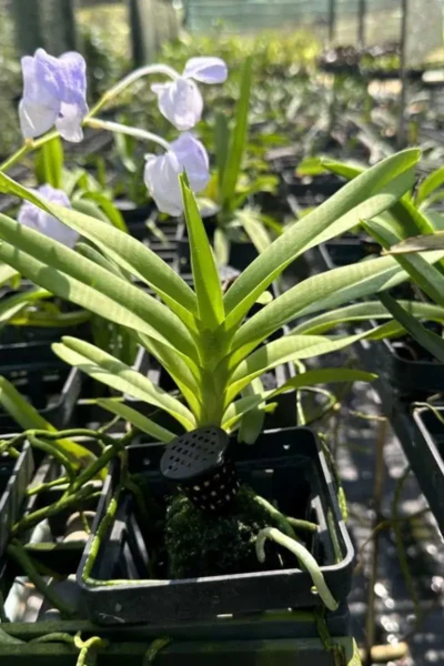 Vanda coerulea