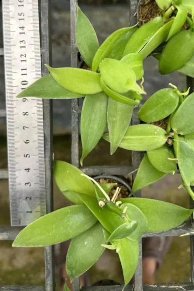 Vanilla planifolia