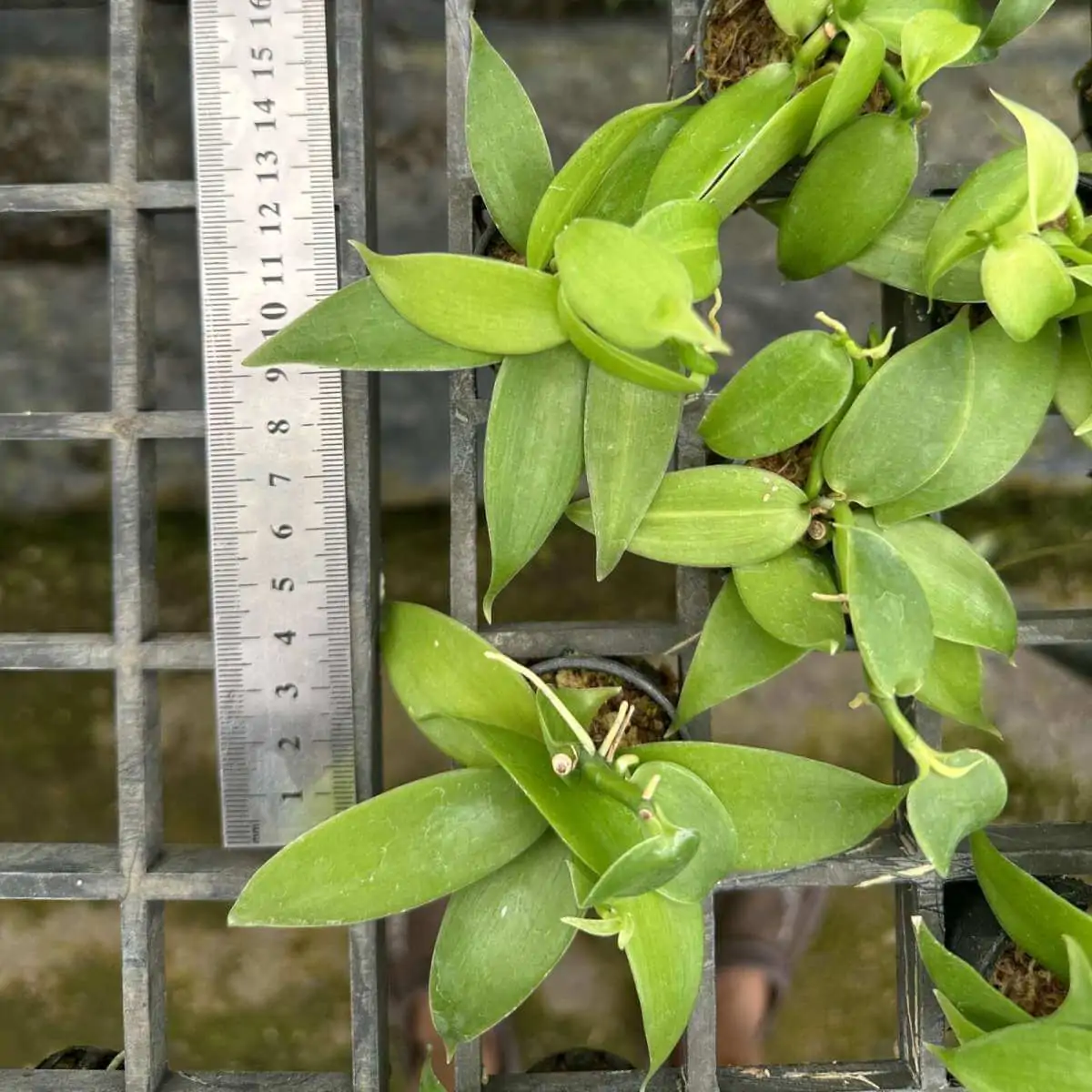 Vanilla planifolia Tiny Form – Buy Online | Sib Orchid Vanilla planifolia