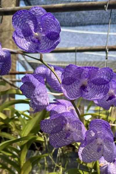 Vanda coerulea