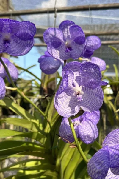 Vanda coerulea flower blug orchid