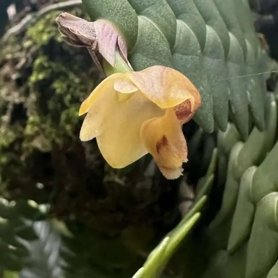 Dendrobium leonis