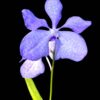 Vanda coerulea orchid plant for sale