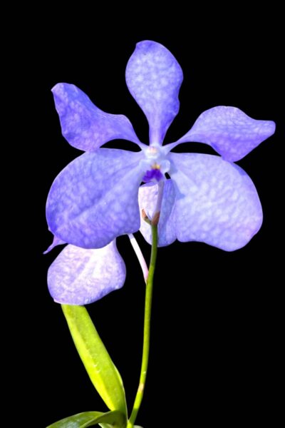 Vanda coerulea