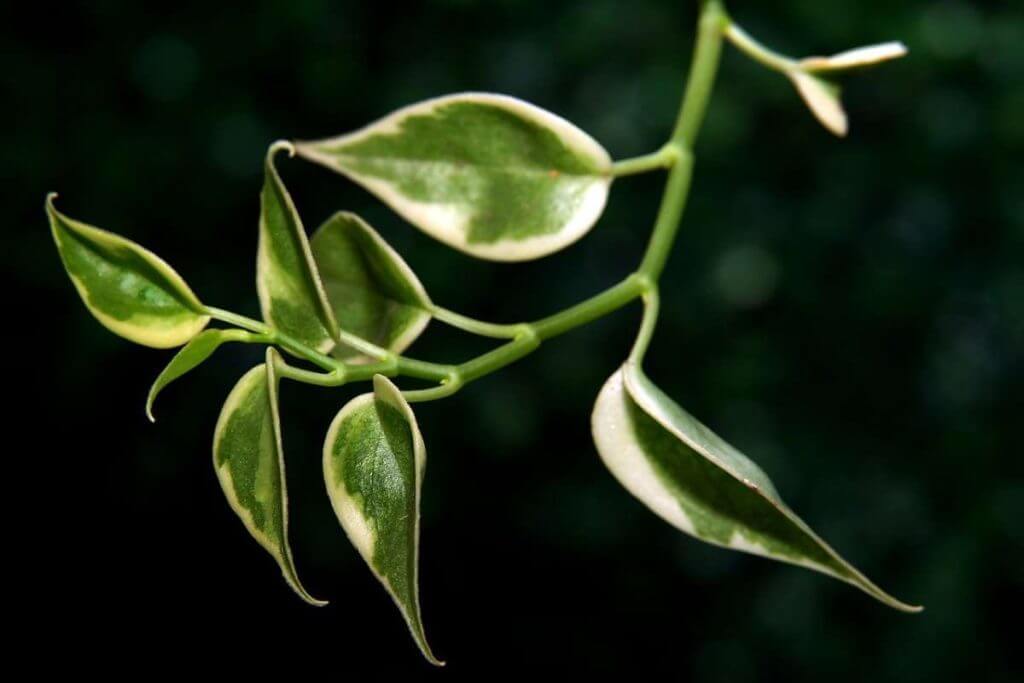 Care Tips: Hoya Plant orchid plant for sale
