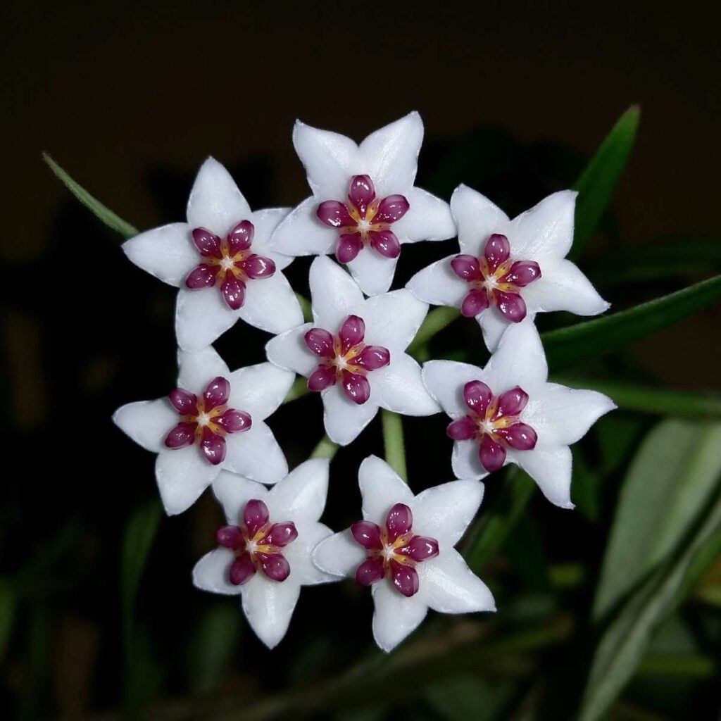Care Tips: Hoya Plant orchid plant for sale