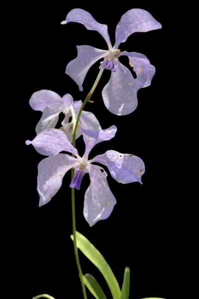 Vanda & Ascocentrum Family