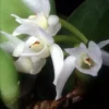 Meiracyllium trinasutum alba orchid plant for sale