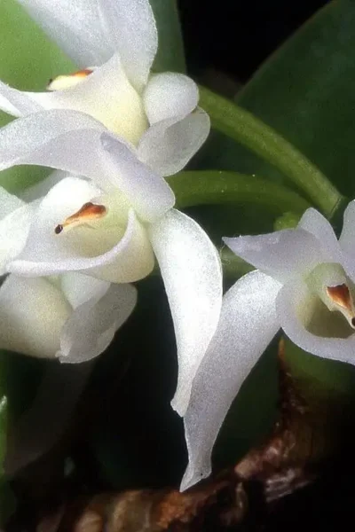 Meiracyllium trinasutum alba