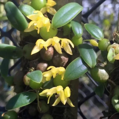 Bulbophyllum leion (Trias mollis)
