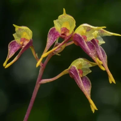 Bulbophyllum planibulbe