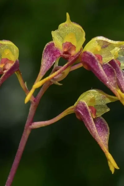Bulbophyllum planibulbe