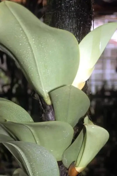 Bulbophyllum beccarii