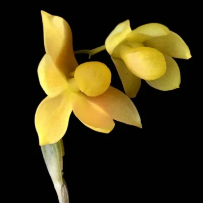 Dendrobium chrysocrepis (New Stock)