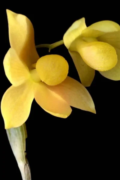 Dendrobium chrysocrepis