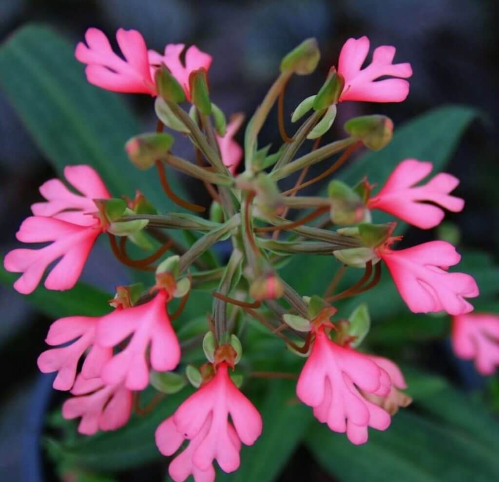 habenaria erichmichelii