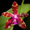 Phalaenopsis bastianii – Buy Online | Sib Orchid Photo by Motohiro Sunouchi