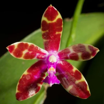 Phalaenopsis bastianii