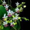 Phalaenopsis parishii – Buy Online | Sib Orchid Phalaenopsis parishii siborchid