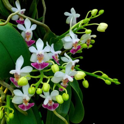 Phalaenopsis parishii