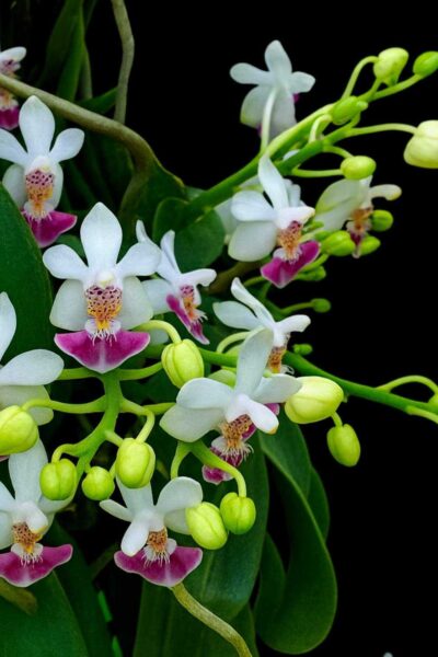 Phalaenopsis parishii siborchid