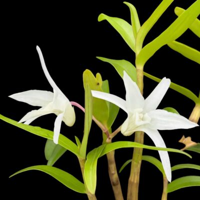 Dendrobium moniliforme