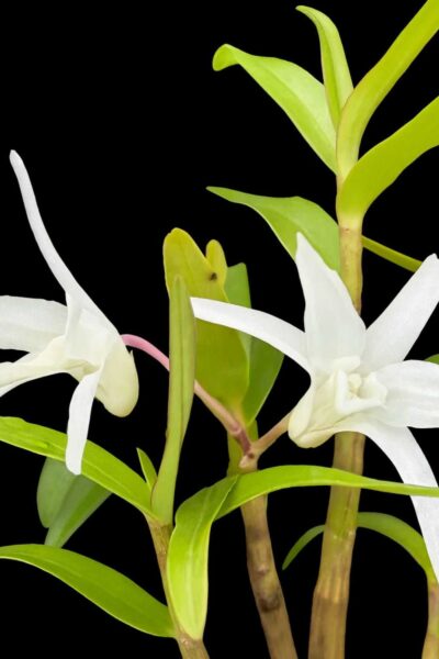 Dendrobium moniliforme