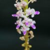 miniature Orchid Smitinandia micrantha