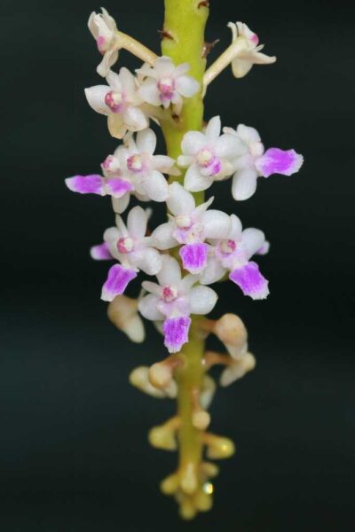 miniature Orchid Smitinandia micrantha