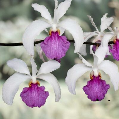 Holcoglossum kimballianum