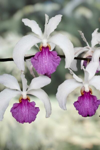 Holcoglossum Kimballianum