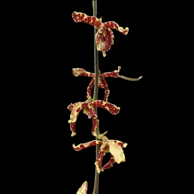 Dimorphorchis lowii