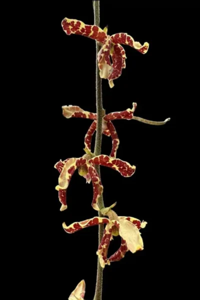 Dimorphorchis lowii