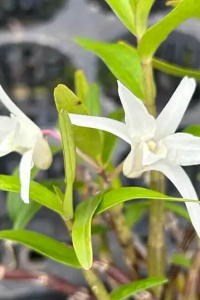 Dendrobium Moniliforme