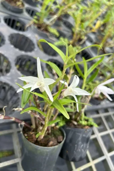 Dendrobium Moniliforme