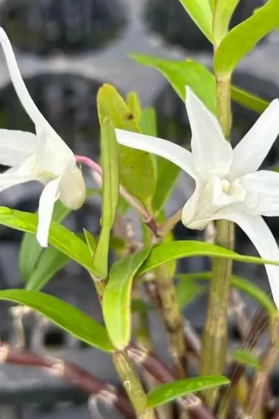 Dendrobium Moniliforme