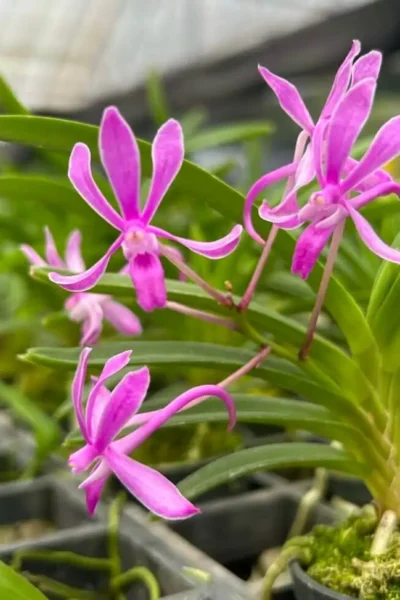 Platycerium Coronarium Thin Thin – Rare Orchid Species For