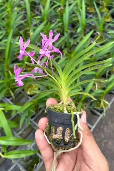 Neofinetia falcata 'Koto' x 'Shutennou', Pink