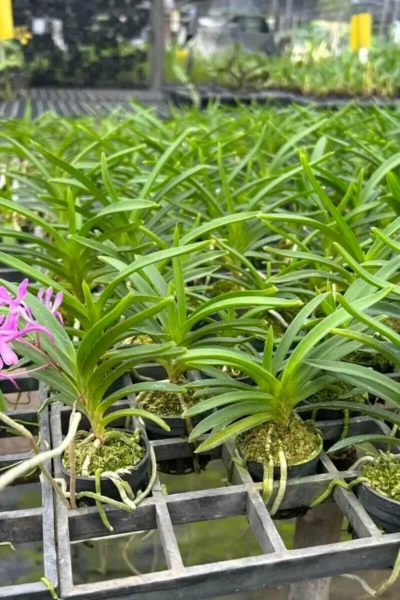 Neofinetia falcata 'Koto' x 'Shutennou', Pink