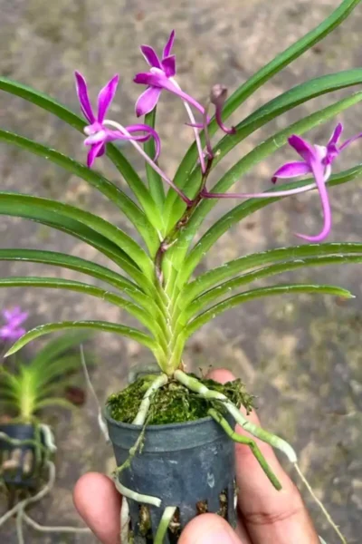 Neofinetia falcata 'Koto' x 'Shutennou', Pink