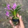 Neofinetia falcata 'Koto' x 'Shutennou', Pink