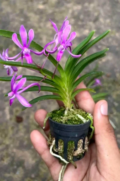 Neofinetia falcata 'Koto' x 'Shutennou', Pink