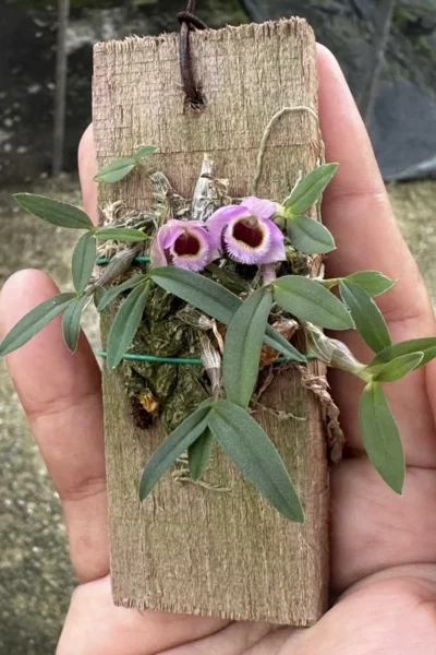 Dendrobium fuscifaucium
